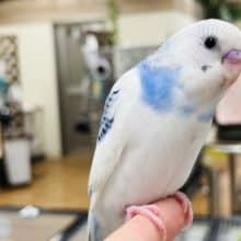 【最新画像更新‪☆カゴデビュー！】キラり系ですねっ　笑顔が　セキセイインコ　パイド～～