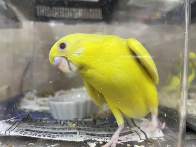 最新画像になりますよ！！ビタミンレモンカラー🟡元気いっぱい！　セキセイインコ　ルチノー