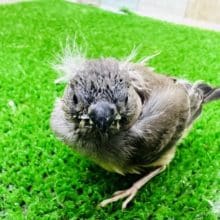 ぽや毛100点のキンカ鳥ヒナ♡