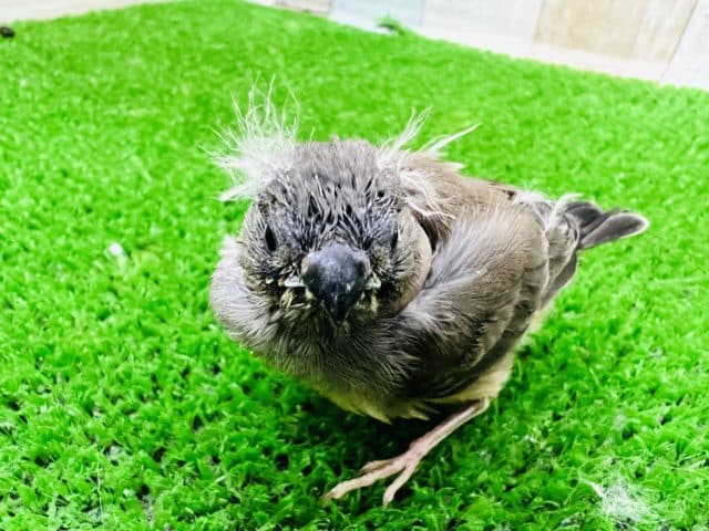ぽや毛100点のキンカ鳥ヒナ♡