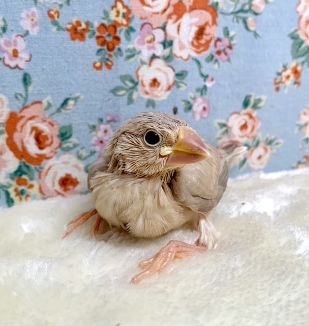 シナモン文鳥 🐤 人気カラーちゃん入舎！ 9/17