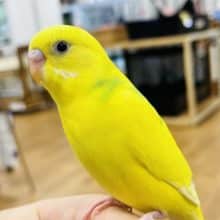 ばなな！ばなな！肩乗りばなな！セキセイインコ(ハルクイン)