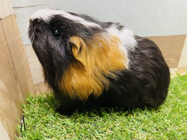 さらさらヘアーの可愛い仔！シェルティモルモットの三色カラー！