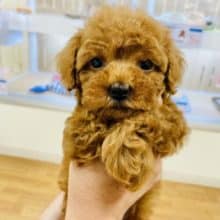 やんちゃキュートボーイ♥トイプードルくん！