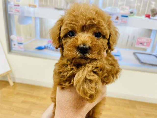 やんちゃキュートボーイ♥トイプードルくん！