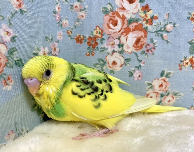 セキセイインコ イエローパイド 💛 9/17