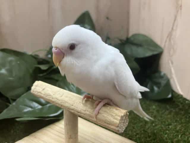 純白に輝く1番星💫　セキセイインコ　アルビノ