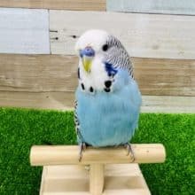 ツンデレなの♡ジャンボセキセイインコ