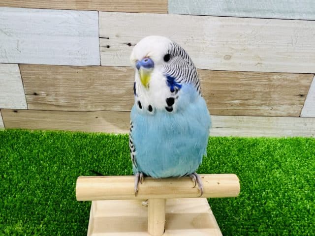 ツンデレなの♡ジャンボセキセイインコ