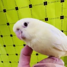 画像更新☆サザナミインコ(クリーム)大きくなって慣れました〜❤