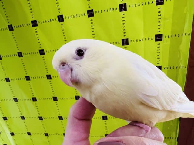 画像更新☆サザナミインコ(クリーム)大きくなって慣れました〜❤