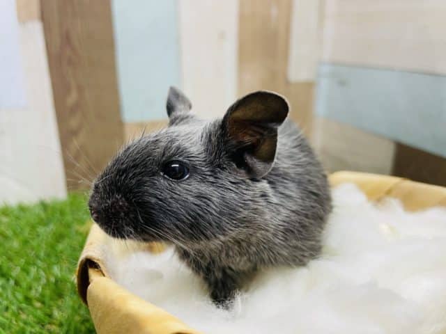 最新画像・動画あり！初入舎！キラキラおめめがキュートな仔！デグーのディープブルーカラー！