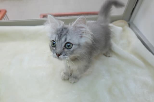 甘えんぼちゃん♡スコティッシュ・フォールド （シルバータビー）2022年7月7日生まれ　男の子