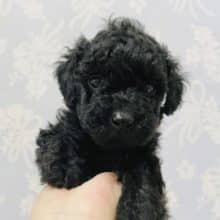 可愛すぎて要注意♪トイプードルくん！