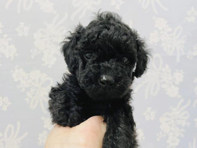 可愛すぎて要注意♪トイプードルくん！