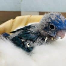 濃いめのブルーがかっこいい！サザナミインコのコバルトブルーカラー！