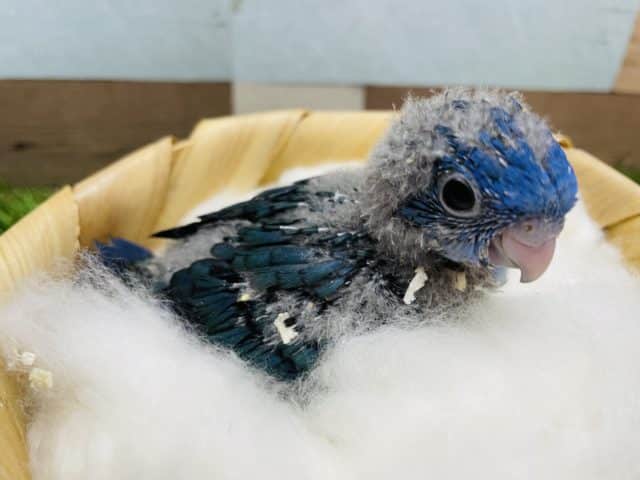 濃いめのブルーがかっこいい！サザナミインコのコバルトブルーカラー！