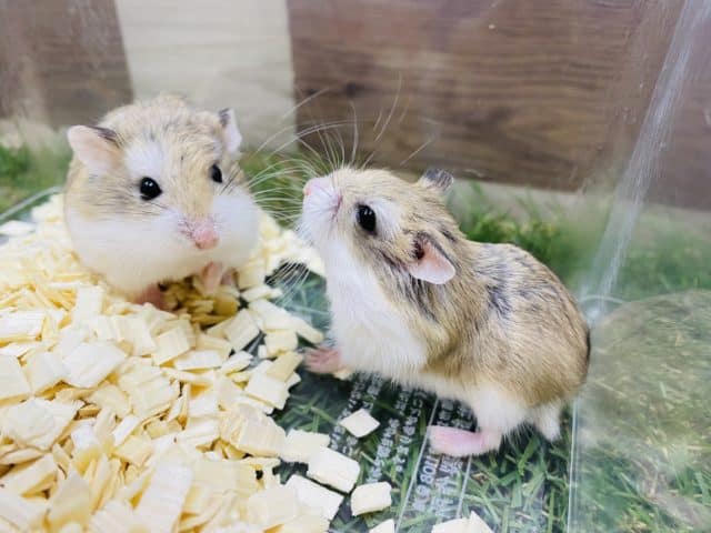 小さくて癒し顔のロボロフスキーハムスター♪