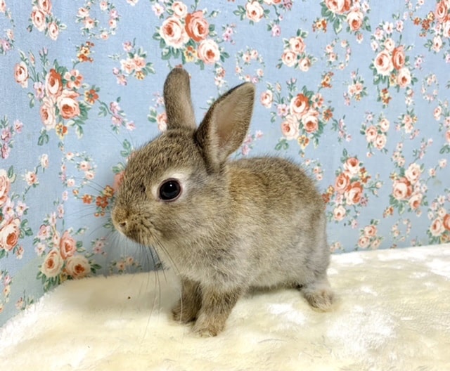 ミニウサギ  チェスナット  男の子 🐰 9/13
