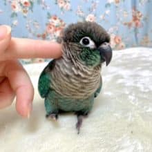 ウロコインコ  ブルー💧カラー  8/14