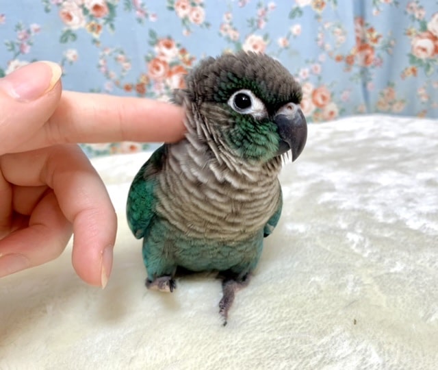 ウロコインコ ブルー💧カラー 8/14