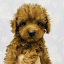 おっとりな癒し系男子♡トイプードルくん！