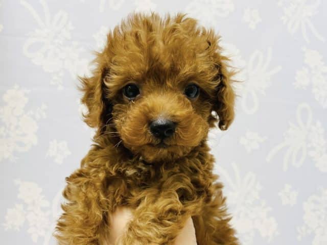 おっとりな癒し系男子♡トイプードルくん！