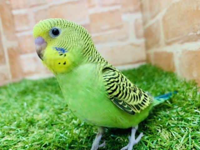 これがセキセイです　セキセイインコ　R４　９／６撮影