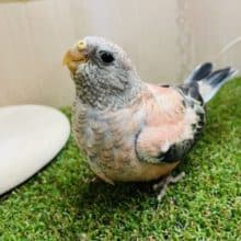 最新画像になりますよ〜⭐️ひょっこり！ひきよせるよみんな〜　ローズ秋草インコ