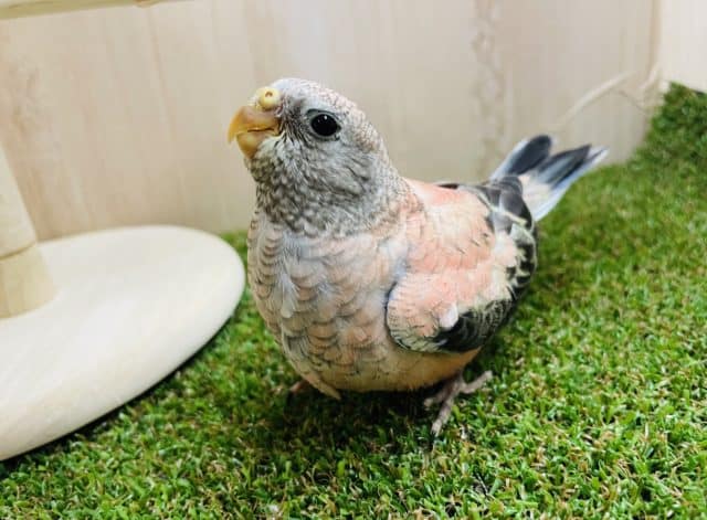 最新画像になりますよ〜⭐️ひょっこり！ひきよせるよみんな〜　ローズ秋草インコ