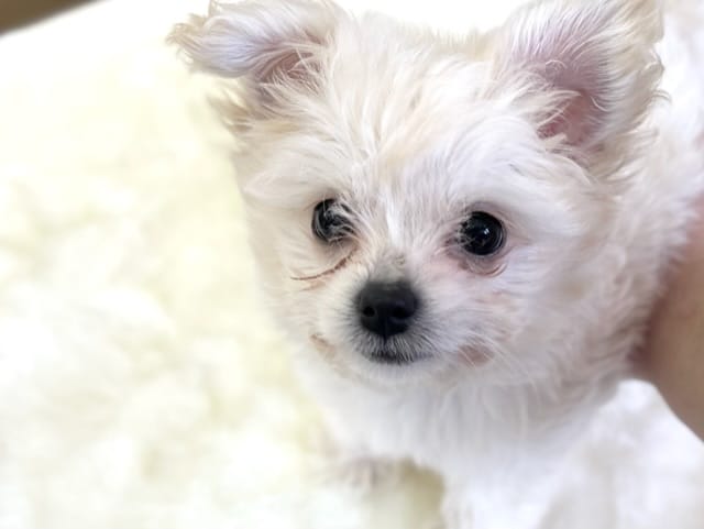 甘えんぼチワプーくん♡2022年６月５日生まれ　男の子