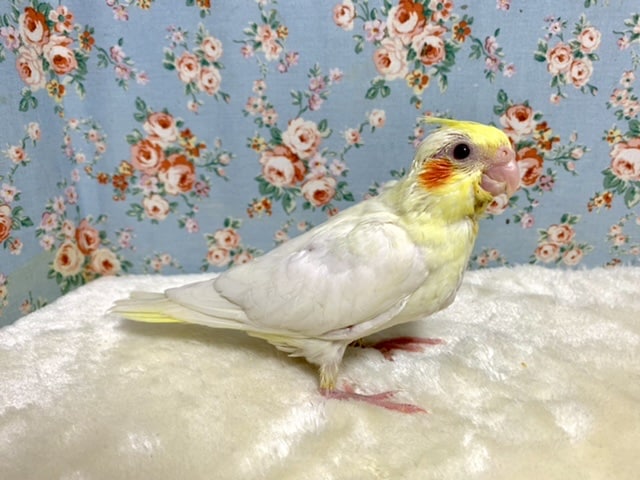 オカメインコ ルチノー 🐥 9/30