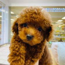 可愛さにメロメロ♡片手サイズのミニプーくんです💙♂