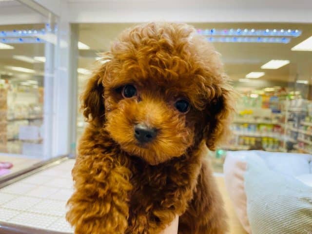 可愛さにメロメロ♡片手サイズのミニプーくんです💙♂