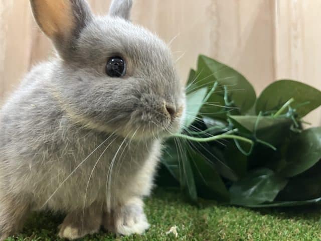 ネザーランドドワーフブルーオター