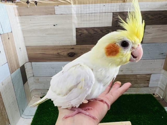 1人餌☆オカメインコ ルチノー