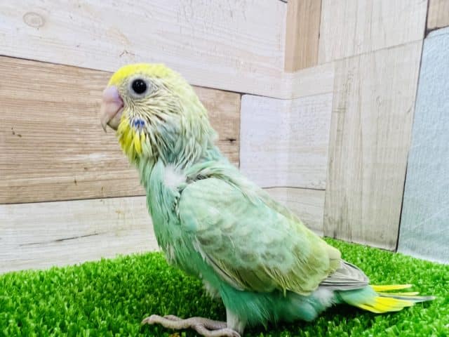 大人気カラー!パステルレインボースパングルセキセイインコ! 大人気カラー!パステルレインボースパングルセキセイインコ!