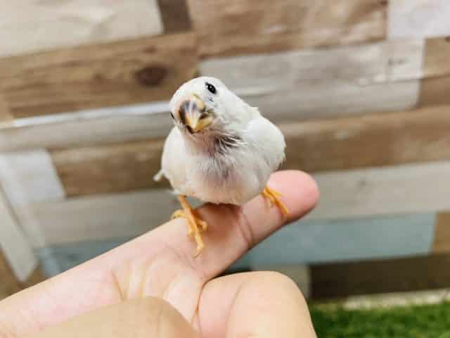 最新画像有り☆手乗り練習中の綺麗な仔！キンカチョウのシルバーカラー！