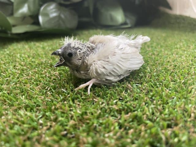 ニーニー鳴きます💕②びっくり可愛いキンカチョウさん！　キンカチョウ　シルバー