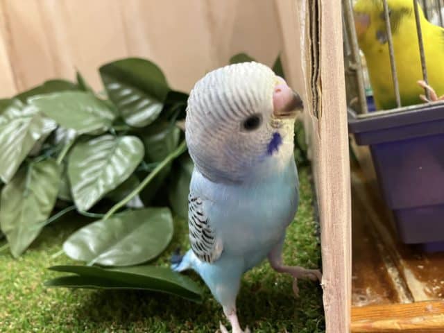 トキメキたくさん！！② セキセイインコ　オパーリン
