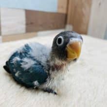 ぽわ〜っとした雰囲気が可愛らしい仔です！ブルーボタンインコのヒナ！