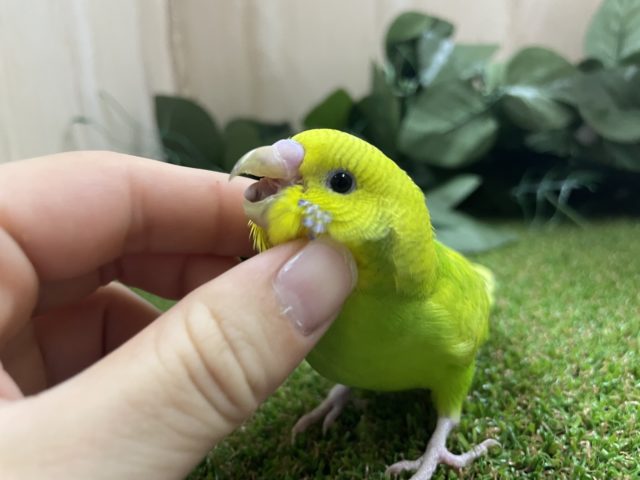 ふれあい写真盛りだくさん！⭐️あざとさ全開！？　緑のセキセイさん！　セキセイインコ　スパングル