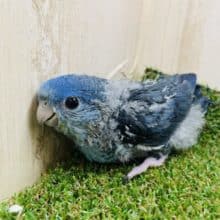 深めな色合い！人気のサザナミさんです！　サザナミインコ　コバルトブルー