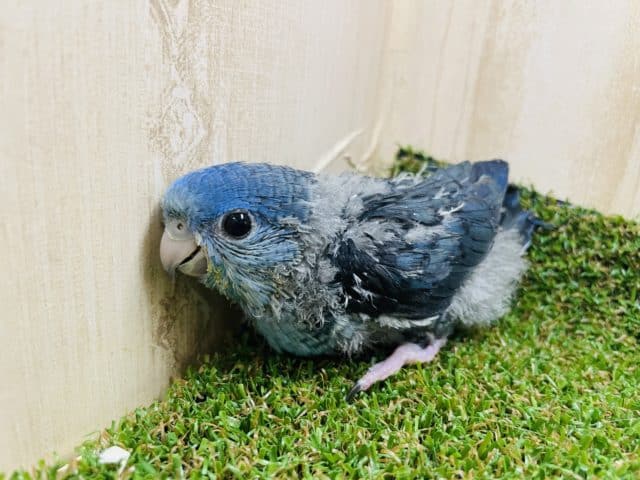 深めな色合い！人気のサザナミさんです！　サザナミインコ　コバルトブルー