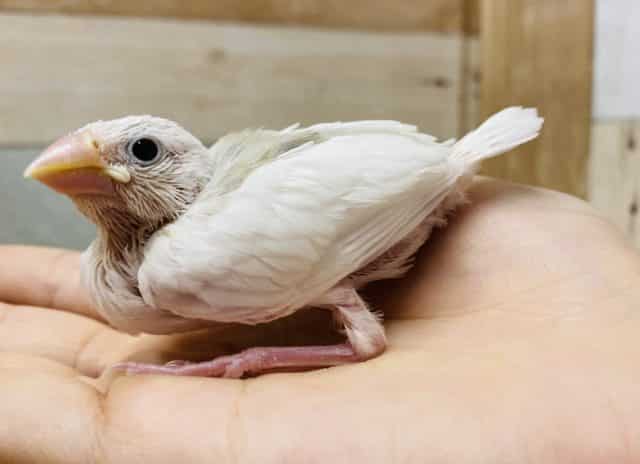 大人気な美白カラー♪白文鳥のヒナがやって来ました〜