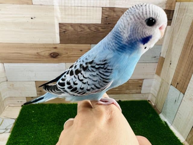 ヒナだよ！ブルーオパーリン☆セキセイインコ