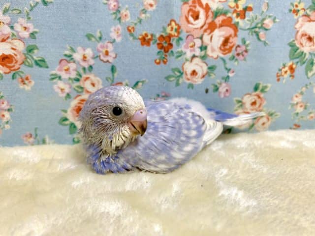 セキセイインコ バイオレットスパングル💜 9/9