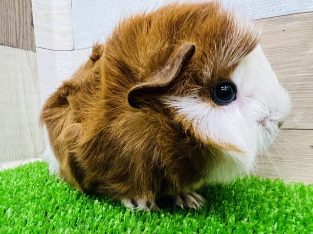 クルクル♪外国人風？イケメンモルモット！