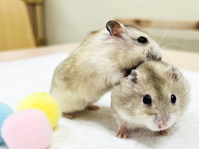 むちむちコンビ♡♡イエロープディングハムスター(女の子)