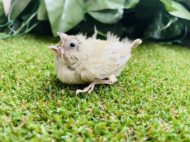 レアですよ！！キンカチョウさんになります！　キンカチョウ　シナモンパイド